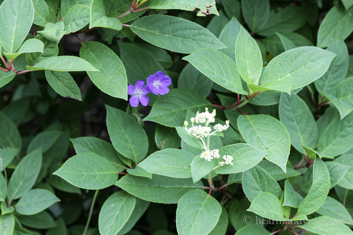 Lace hydrangea with a violet geranium growing through it.