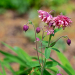 Volunteer columbine nora barlow in pink.