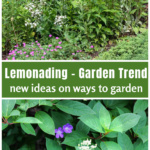 Perennial garden in bloom over a hydrangea bush with white flowers and a purple geranium coming up through the branches.