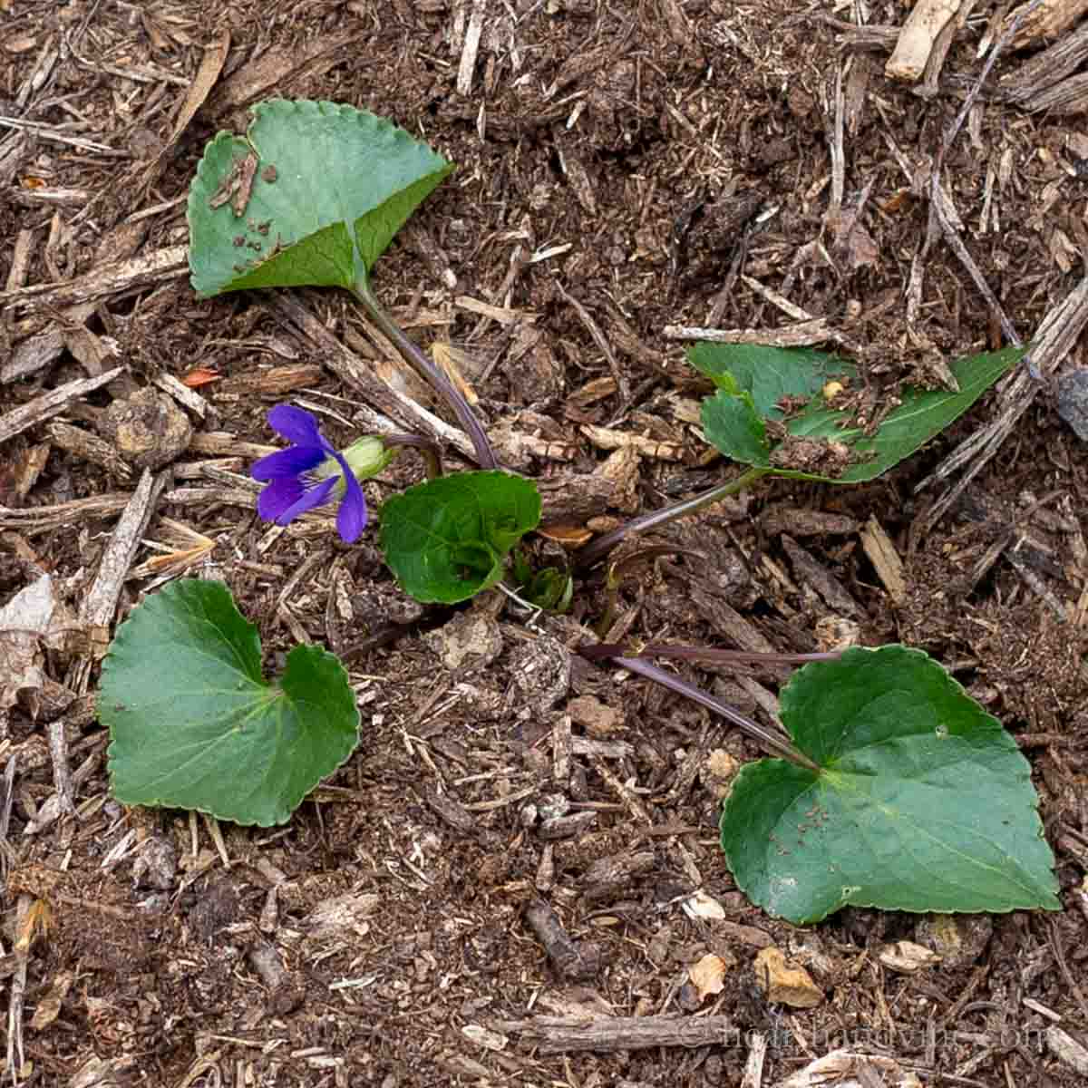 Wild violet in bloom in the mulch.