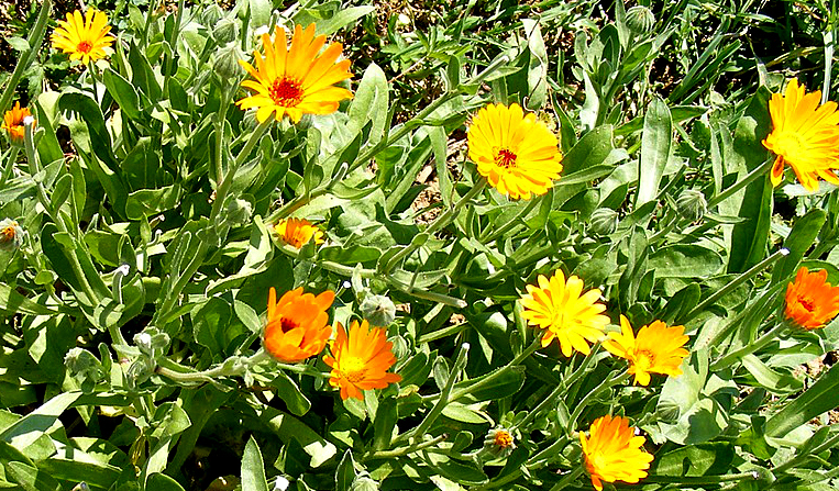 Orange and yellow calendula flowers.