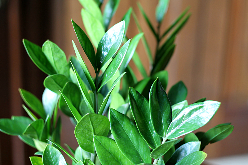 Close up of the leaves of a ZZ Plant.