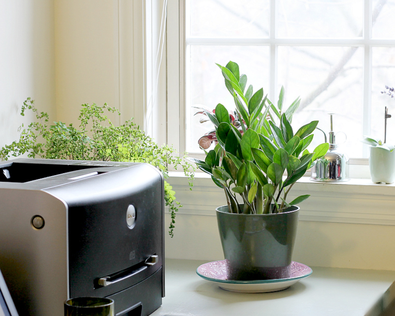 ZZ plant on a desk near a window.