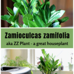 A close up of the foliage on a ZZ plant over the entire potted plant.