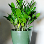 ZZ plant on a chest with three little ceramic birds.