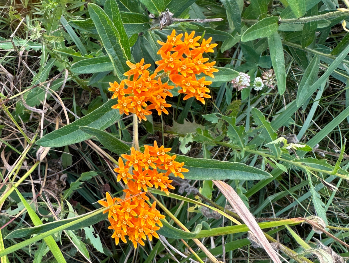 Native butterfly weed in bloom.