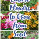 Collage of flowers that are easy to grow including butterfly weed, zinnias, cosmos, nasturium and purple coneflower.