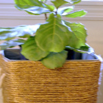 Small fiddle leaf fig tree in a large rope planter.