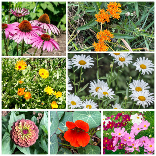 Collage of flowers including coneflower, butterfly weed, calendula, daisy, zinnia, nasturtium, and cosmos.