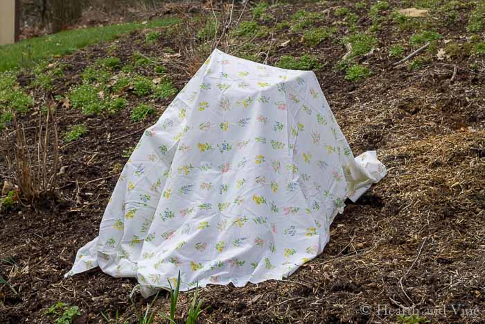 A bed sheet draped over a shrub in the garden.