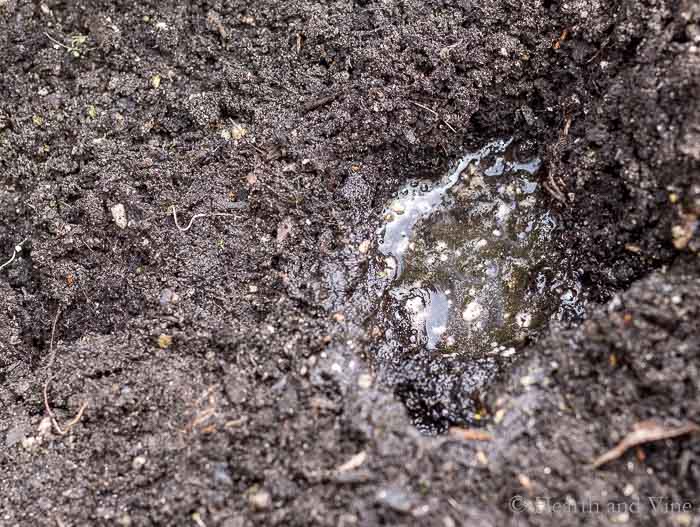 A small puddle of water in the soil of the garden.