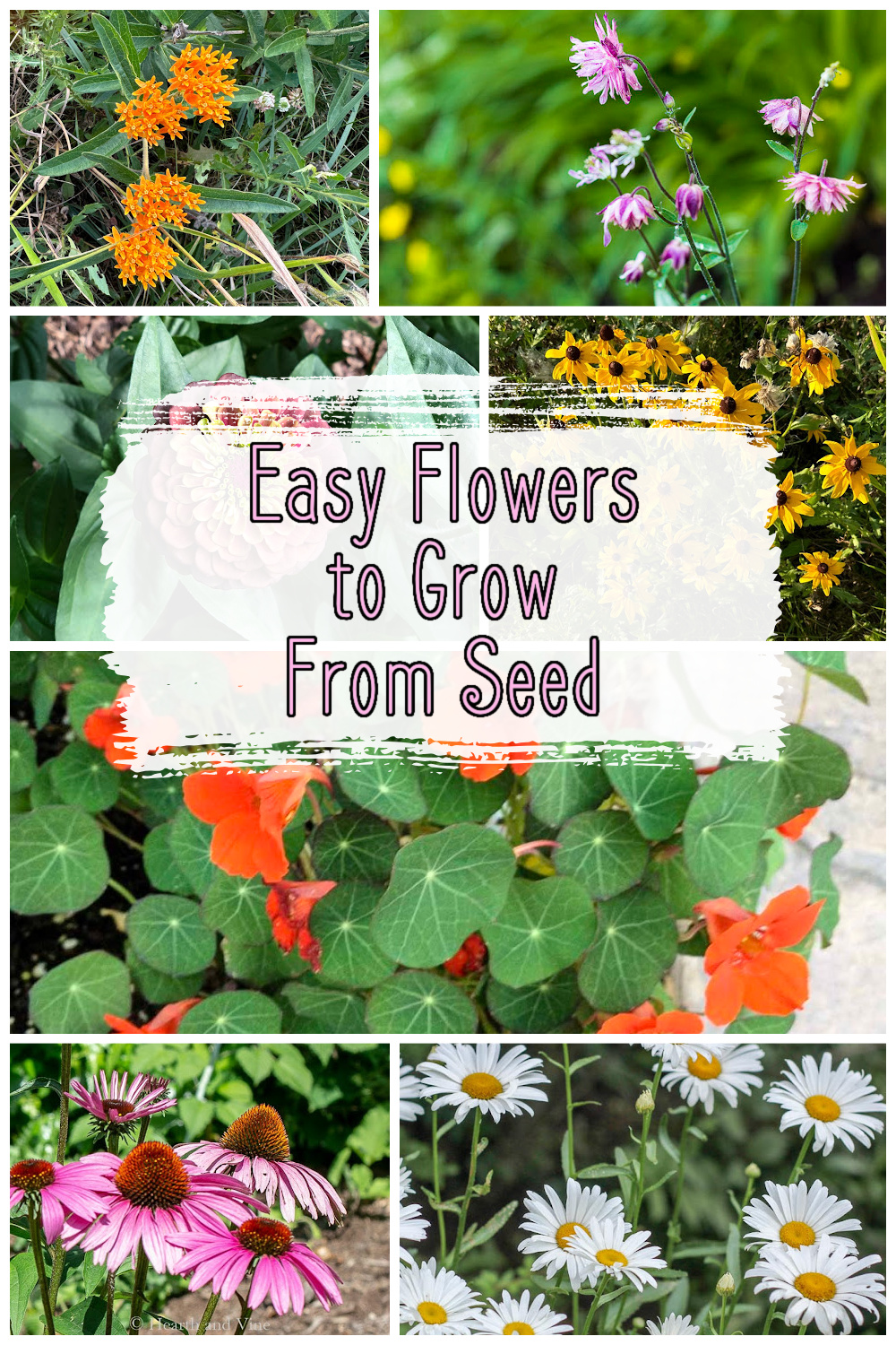 A collage of flowers including purple coneflower, daisies, nasturtiums, columbine and zinnia.