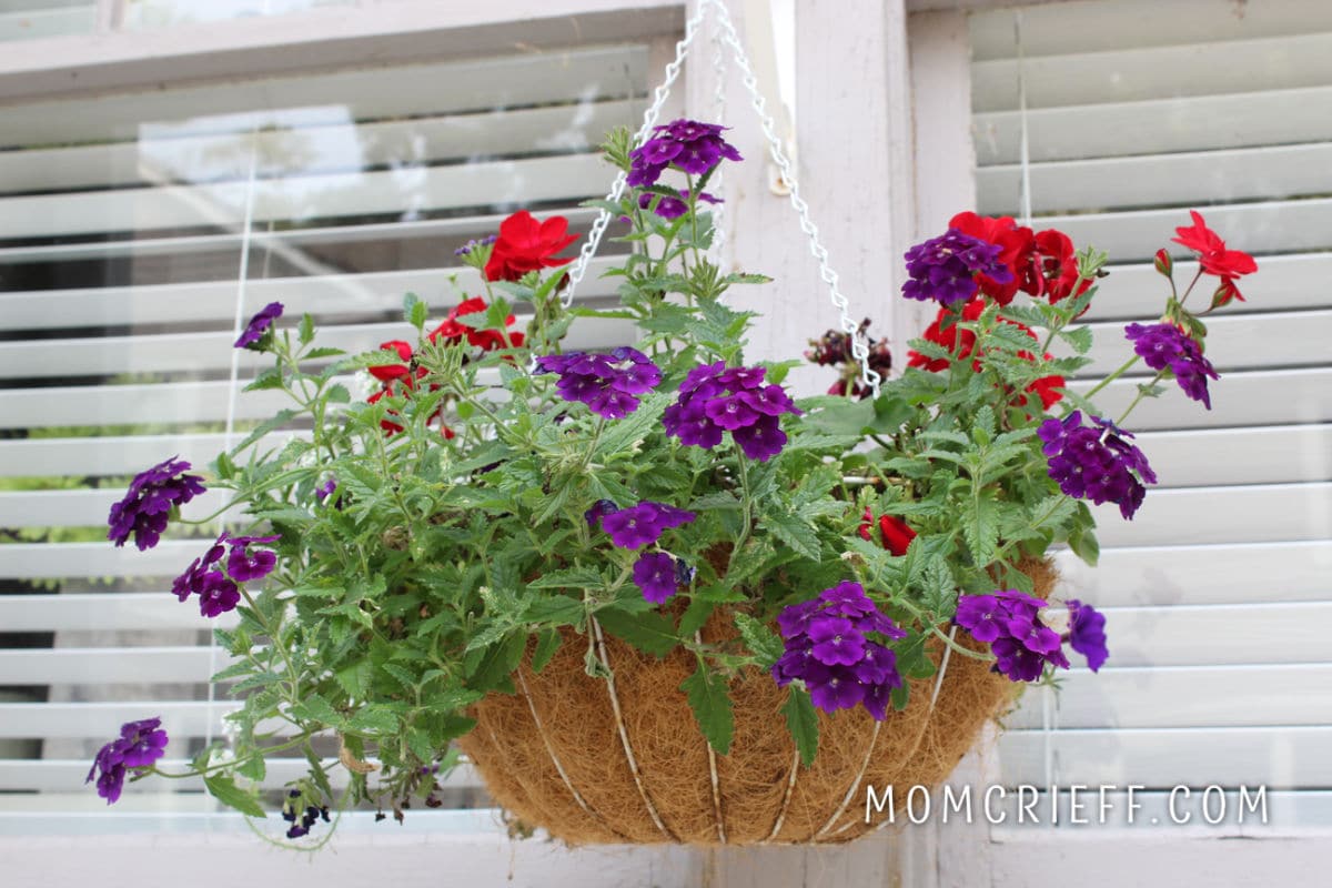 A hanging basket with red geraniums and purple verbena.