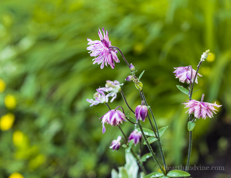 Nora Barlow pink columbine flowers.