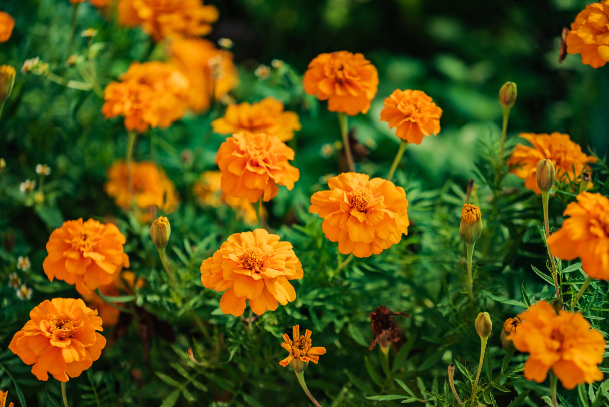 Orange marigolds.