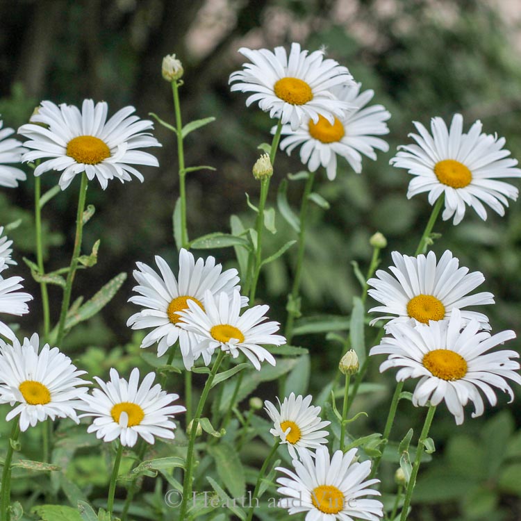 Shasta daisies in the garden.