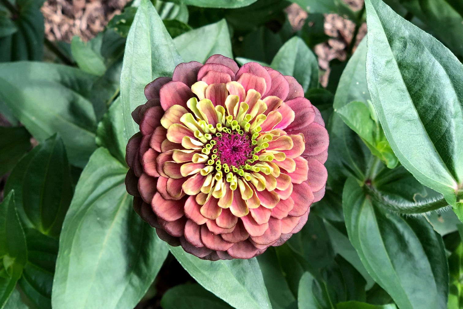 Zinnia variety Queen Lime Red.