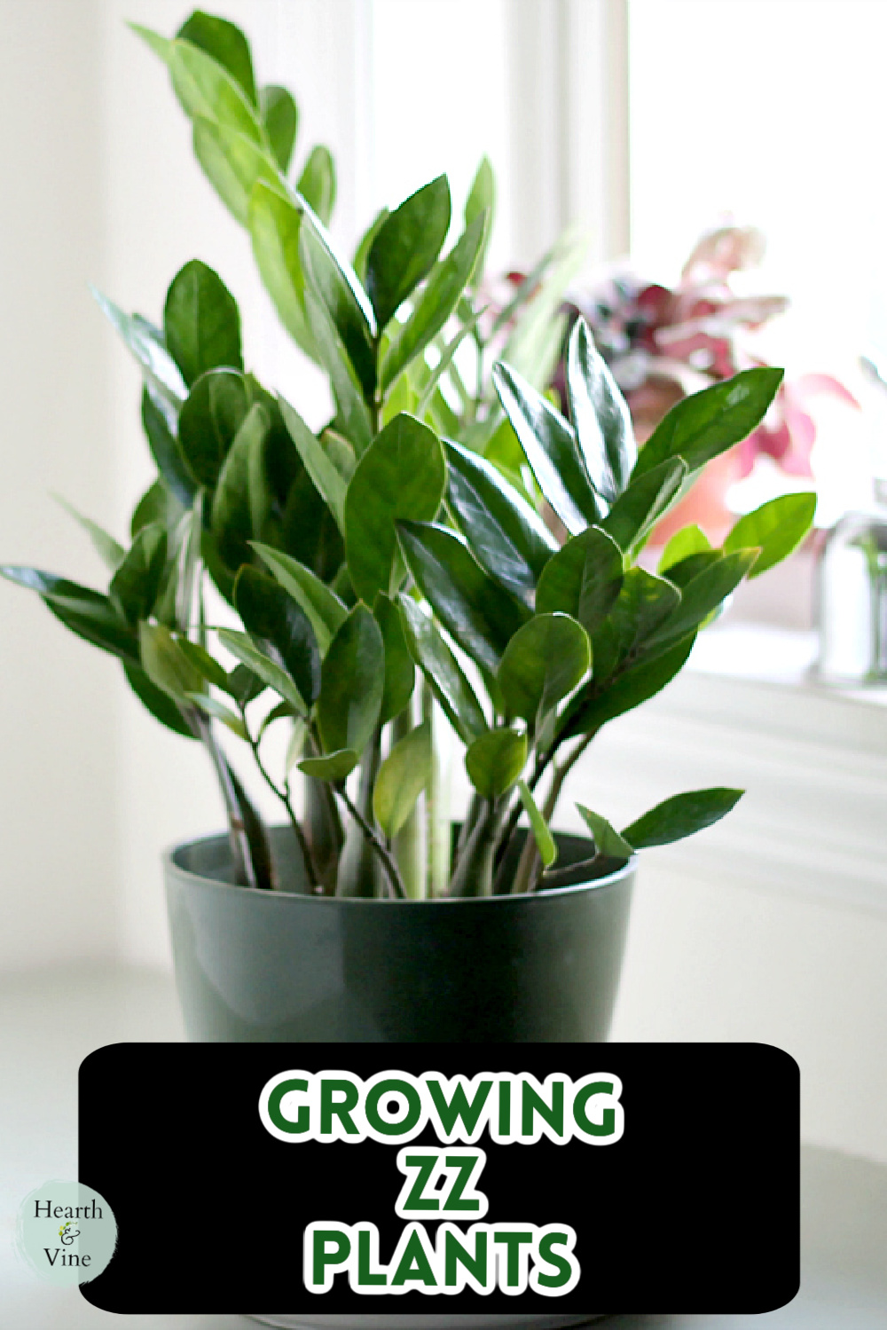 ZZ Plant in a green pot.