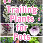 Collage of trailing hanging basket plants including, lobelia, licorice plant, sweet potato vine, million bells, petunias and more.