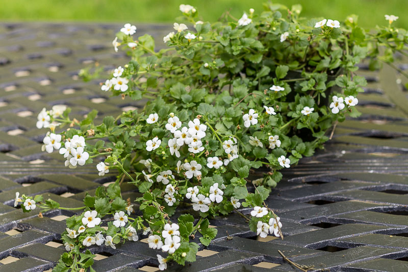 Pot of white bacopa.