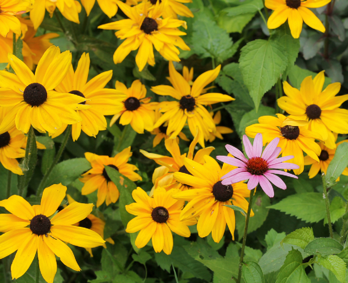 A group of black eyed susan with one purple coneflower.