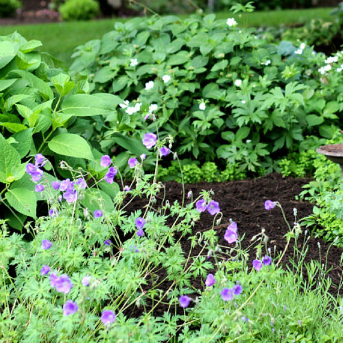 Perennial geranium and anemone in the garden.