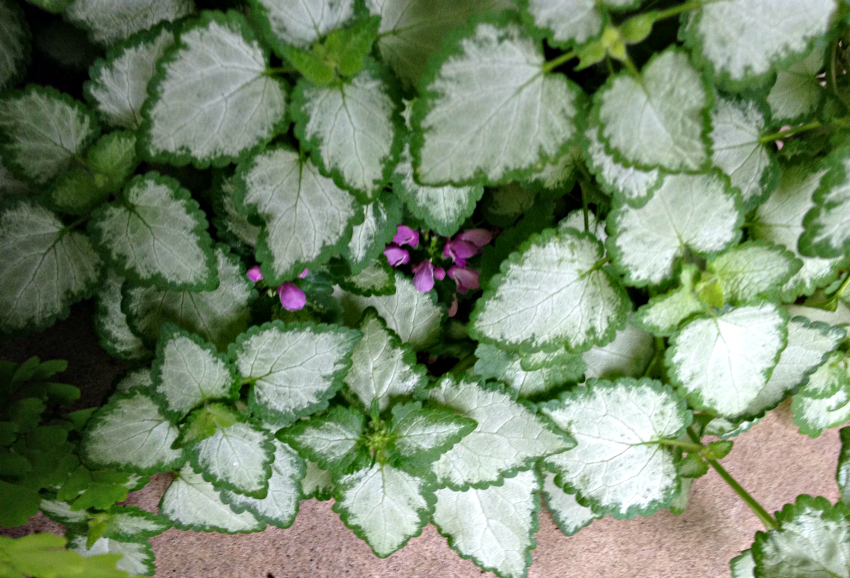 Lamium with purple blooms.