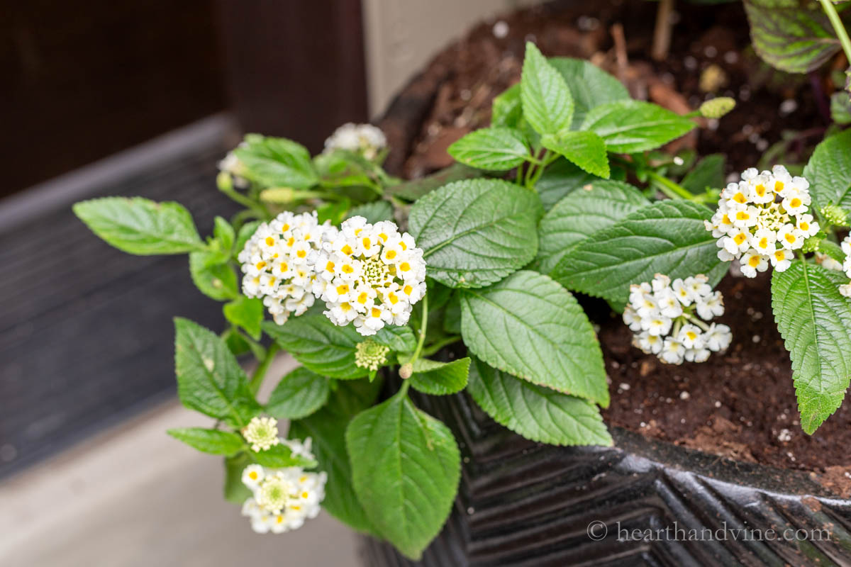 White lantana flowers with yellow centers.
