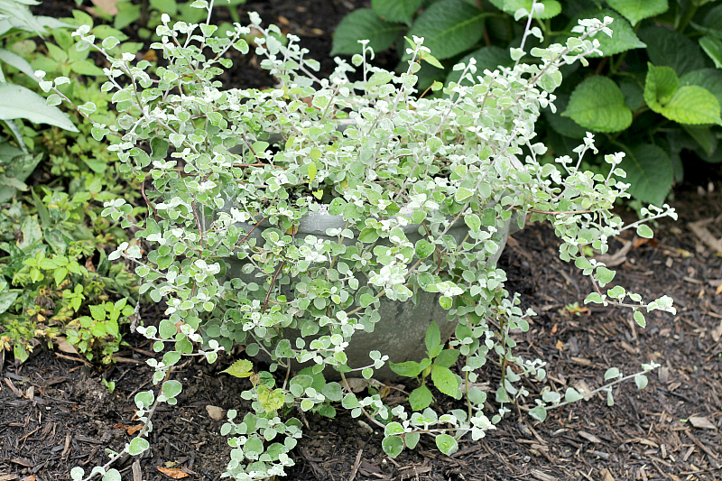 Licorice plant in a gray planter.