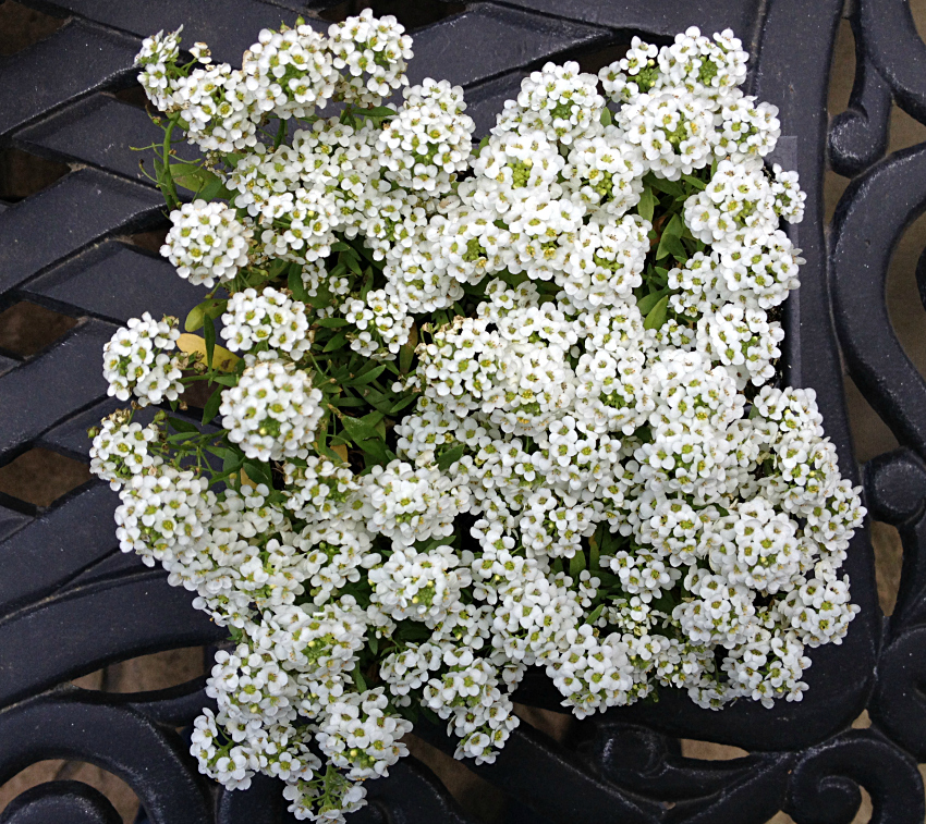 White sweet alyssum flowers.