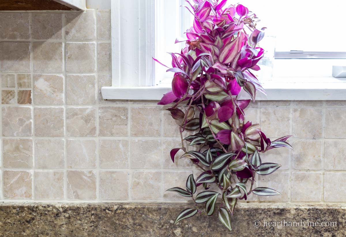 Purple inch plant on a windowsill.