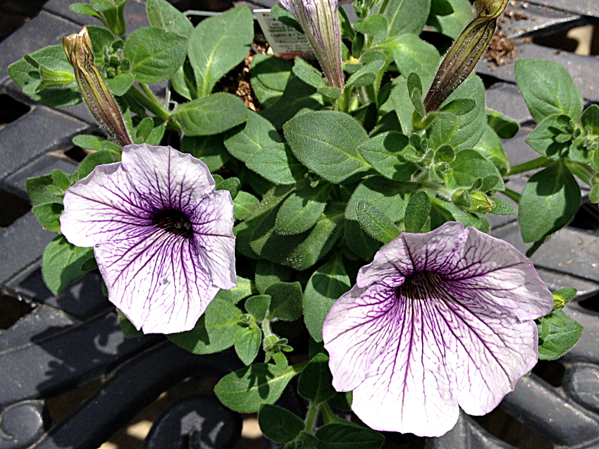 Lavender petunias with deep purple throats.