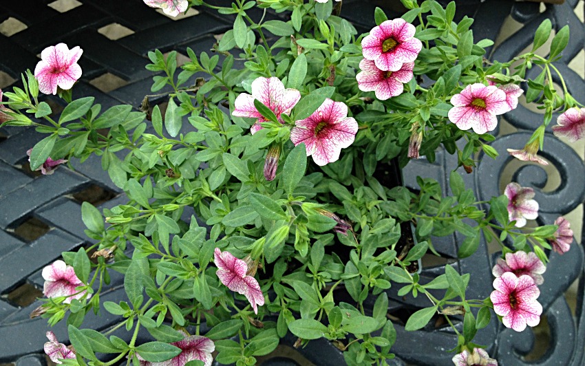 Pink million bells in a nursery container.