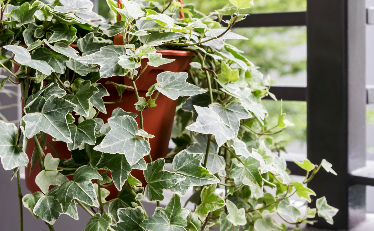 Variegated English ivy in a hanging planter.