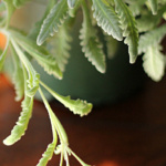 Close up of French lavender leaves.