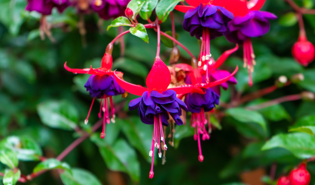 Bi-color fuchsia in deep purple and red.