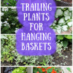 Collage of trailing hanging basket plants including, lobelia, lantana, lamium, verbena, nasturtium, and more.