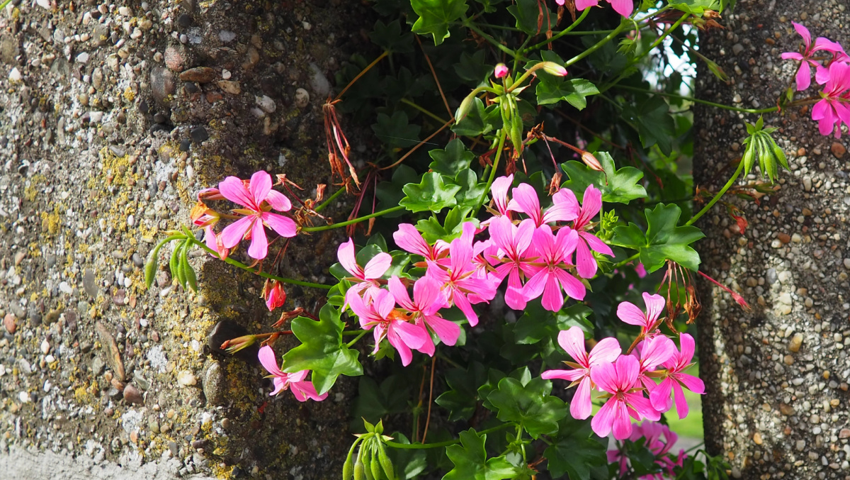 Bright fuchsia pink ivy geranium flowers.