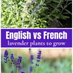 French lavender plant over English lavender.