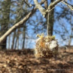 Ball of nesting materials hanging from a tree.