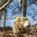 Nesting materials ball for birds hanging in a tree.