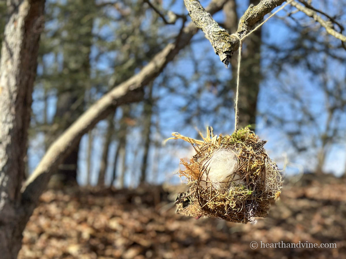 Grapevine ball filled with nesting materials hanging from a tree branch.