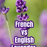 Close look at an English lavender bloom.