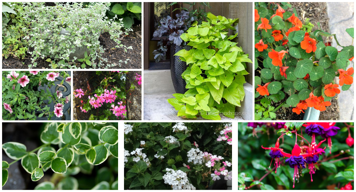 Trailing Plants for Hanging Baskets