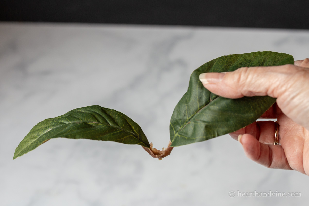 Pair leaflet from magnolia flower stem.
