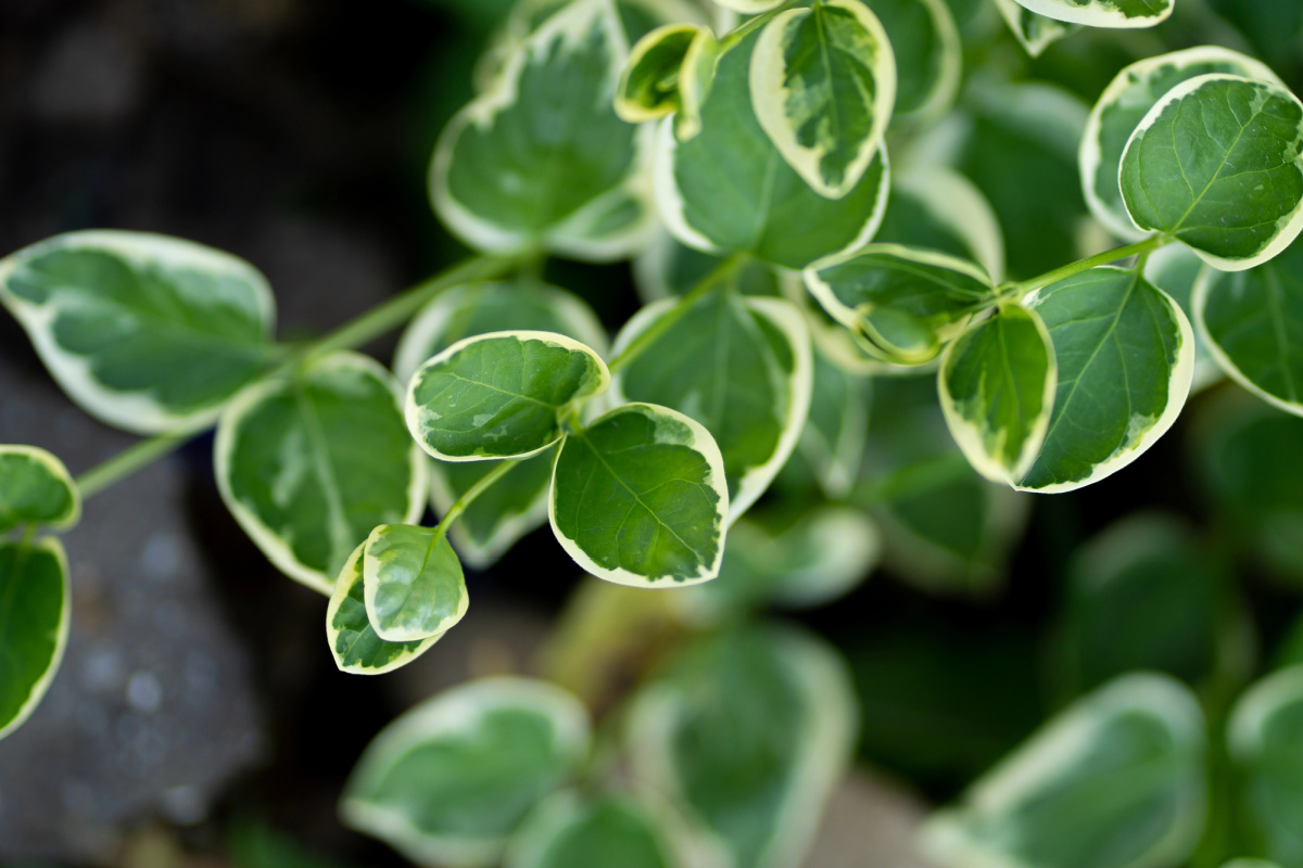 Branch of a variegated vinca vine.