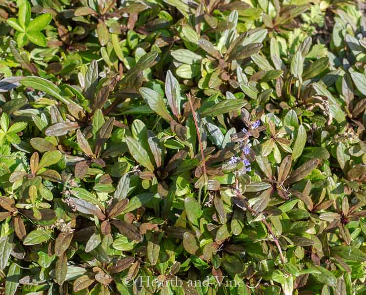 Ajuga 'Chocolate Chip' ground cover plant.