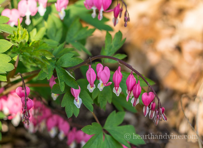 Bleeding heart with pink flowers in bloom.