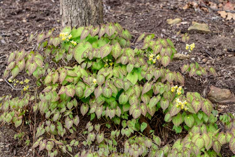 Epimedium in spring in bloom.