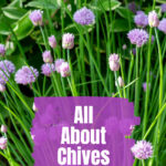 Chives in bloom in early summer.